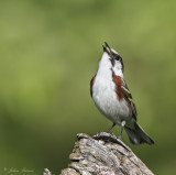Paruline flancs marron