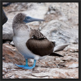 Blue Footed Boobie