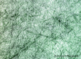 green_vein_texture_paper_01.5.jpg