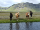 Four  horses