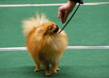 At the dog show