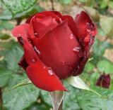 Red rose