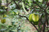 Star Fruits.