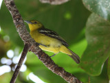 Common Iora