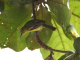 Common Iora