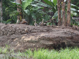 Lesser Whistling Duck