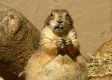 Prairie Dog