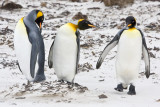 King Penguins on sand.jpg
