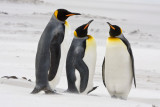 King Penguins in sandstorm 3.jpg