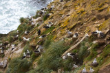 Black-browed Albatross rookery at Neck.jpg