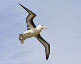 Black-browed Albatross in flight.jpg