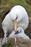 Black-browed Albatross preening chick.jpg