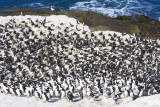 Imperial Shag rookery on Carcass 2.jpg