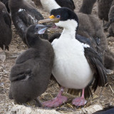 Imperial Shag and juvenile.jpg