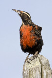 Female Long-tailed Meadowlark.jpg