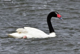 Black-necked Swan on ocean.jpg