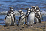 Magellanic Penguins on rocks.jpg