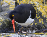 Magellanic Oystercatcher feeding chick.jpg