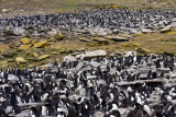 Rockhopper and Imperial Cormorant rookery.jpg