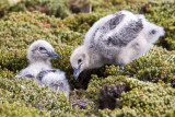 Falkland Sku chicks.jpg