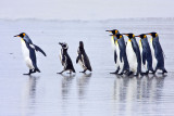 King and Magellanic penguins walking on beach.jpg