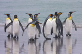 King Penguins grouped on beach.jpg