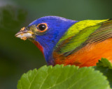 Painted Bunting Portrait after eating.jpg