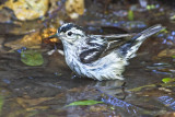 Black and White warbler bathing.jpg