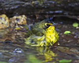 Kentucky warbler bathing.jpg
