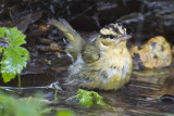 Worm-eating warbler bathing.jpg