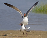 Laughing Gulls mating.jpg