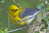 Prothonotary warbler.jpg