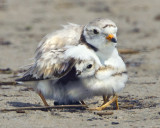 Piping Plover cuddles baby.jpg