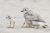 Piping Plover with baby and 2 under wing.jpg