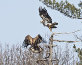 Juvenile Eagle chasing off 2nd.jpg