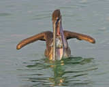 Pelican eating fish.jpg