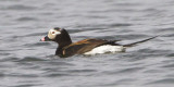 Long-tailed Duck 4.jpg