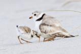 Piping Plover and baby entering.jpg