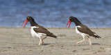 Oystercatchers displaying.jpg