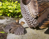 Turkey babies sunbathing.jpg