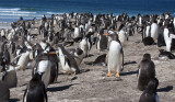 Gentoo colony activity.jpg