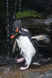 Rockhopper pair in shower.jpg