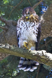 Coopers Hawk fledgling.jpg