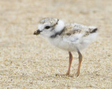 Piping Plover baby poses.jpg