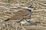 Kildeer and baby 2.jpg