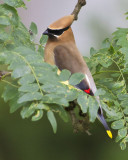 Ceder Waxwing.jpg