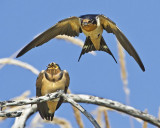 Barn Swallow feeding  baby 2.jpg