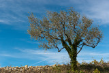 Light in a olive tree field - Lumière dans un champ d'oliviers