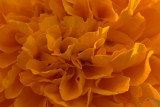 Marigolds