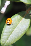 Ladybird